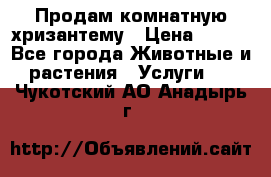 Продам комнатную хризантему › Цена ­ 250 - Все города Животные и растения » Услуги   . Чукотский АО,Анадырь г.